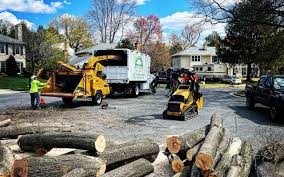 Best Palm Tree Trimming  in Warrenton, OR