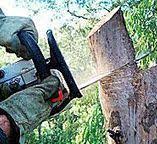 Best Utility Line Clearance  in Warrenton, OR