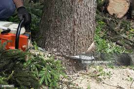 Trusted Warrenton, OR Tree Services Experts