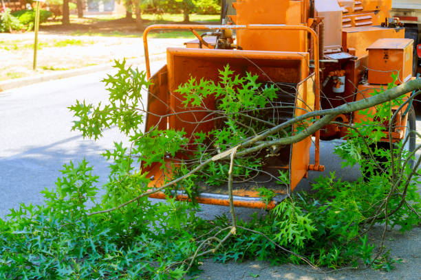 Tree and Shrub Care in Warrenton, OR
