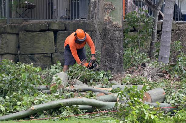 How Our Tree Care Process Works  in  Warrenton, OR